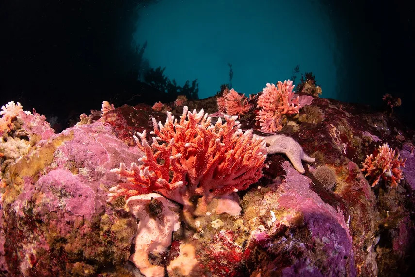 Científicos encuentran un hidrocoral rojo en el extremo austral de América