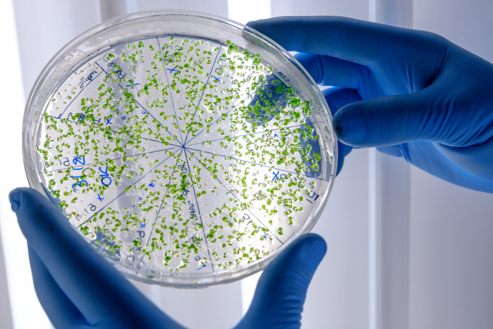 La UAEMéx expande sus investigaciones en microorganismos