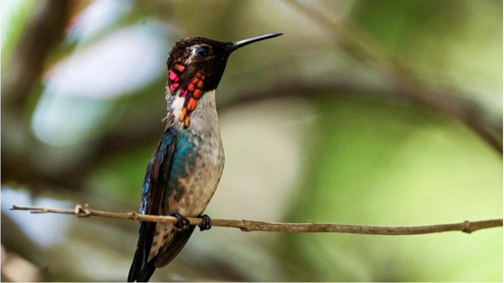 Conoce el refugio del colibrí zunzuncito, el más pequeño del mundo