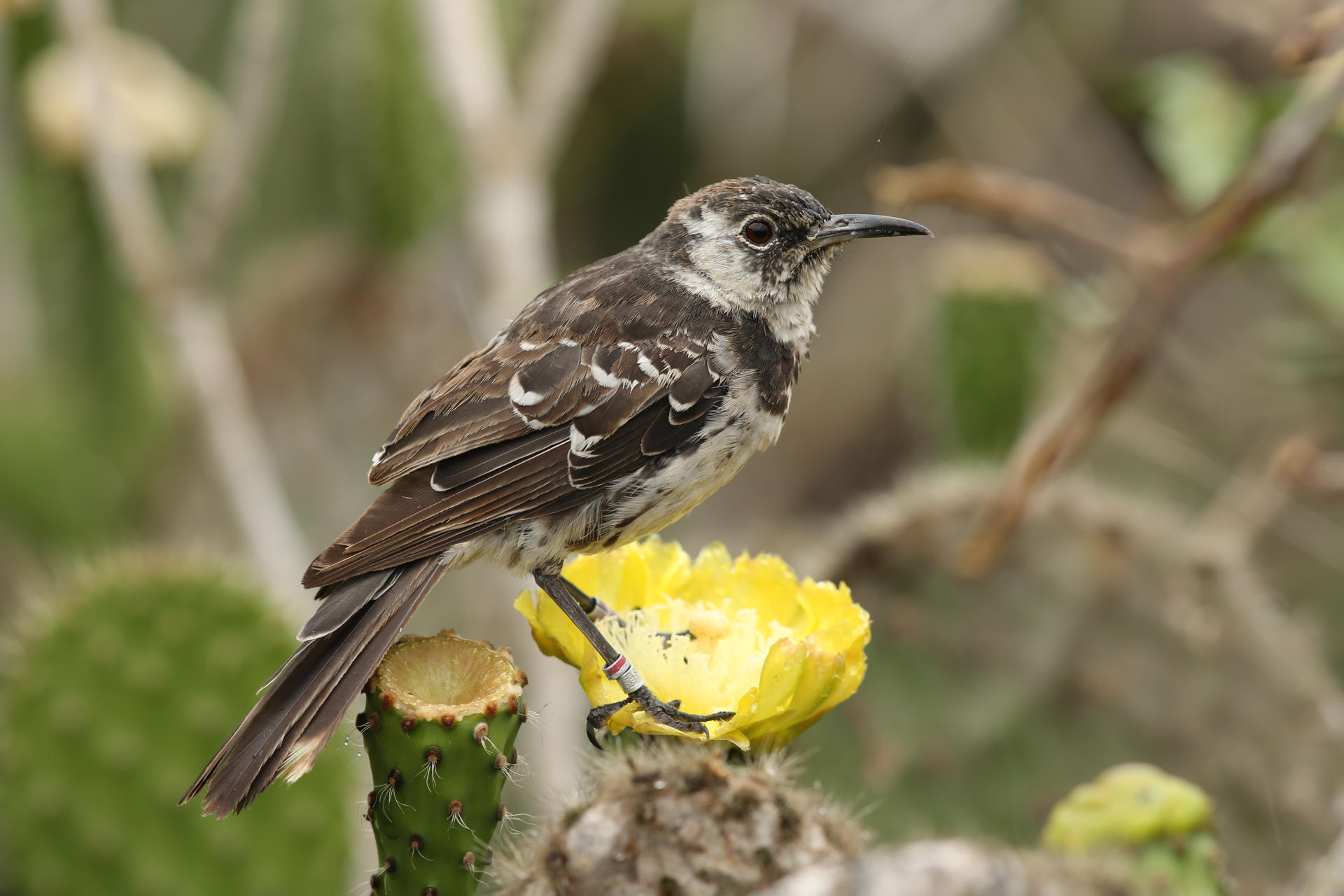 Floreana se alista para reintroducir 12 especies extintas en la isla Galápagos