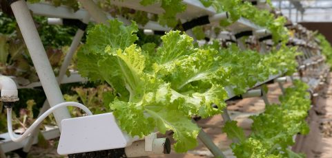 ¿Cómo funciona el cultivo por hidroponía? TV UNAM te lo cuenta