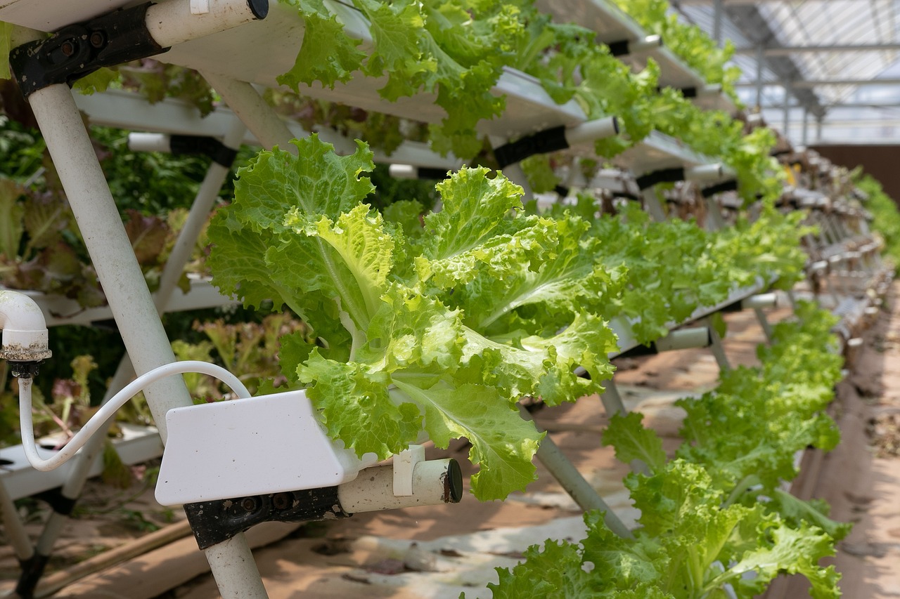 ¿Cómo funciona el cultivo por hidroponía? TV UNAM te lo cuenta