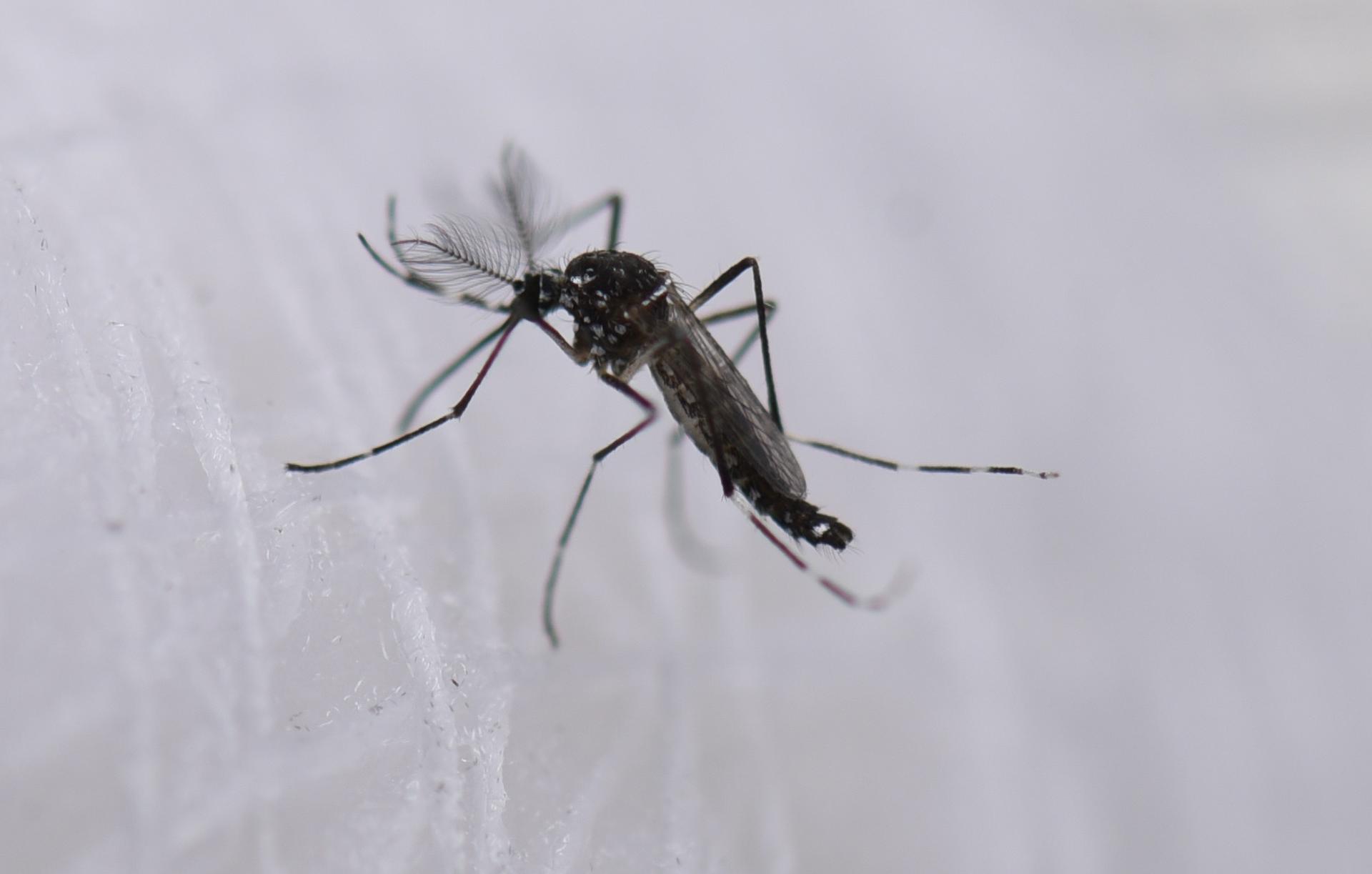 Un mosquito utiliza el infrarrojo para detectar objetivos humanos