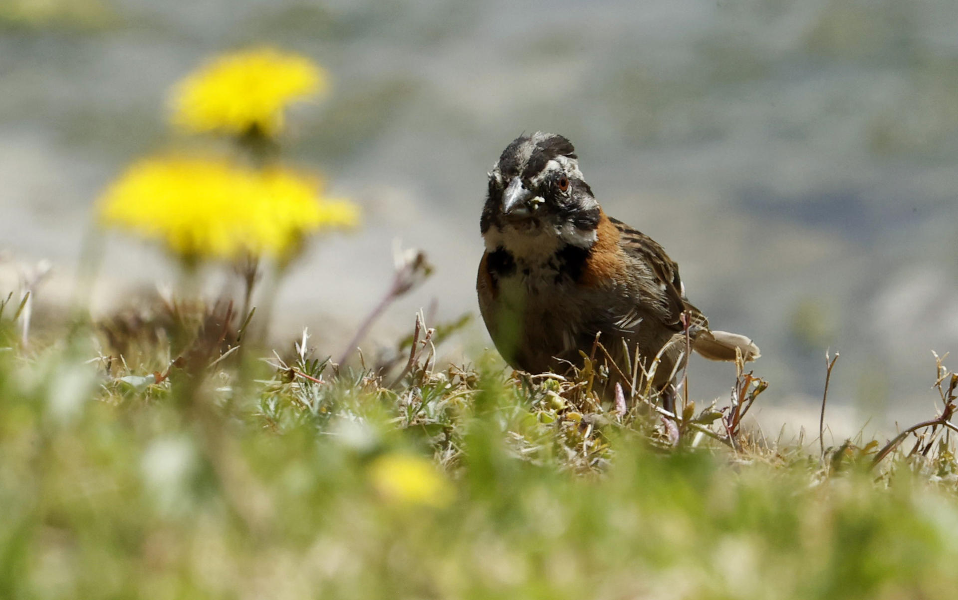 Las aves de Colombia se refugian en los cultivos de flores ante la pérdida de sus hábitats