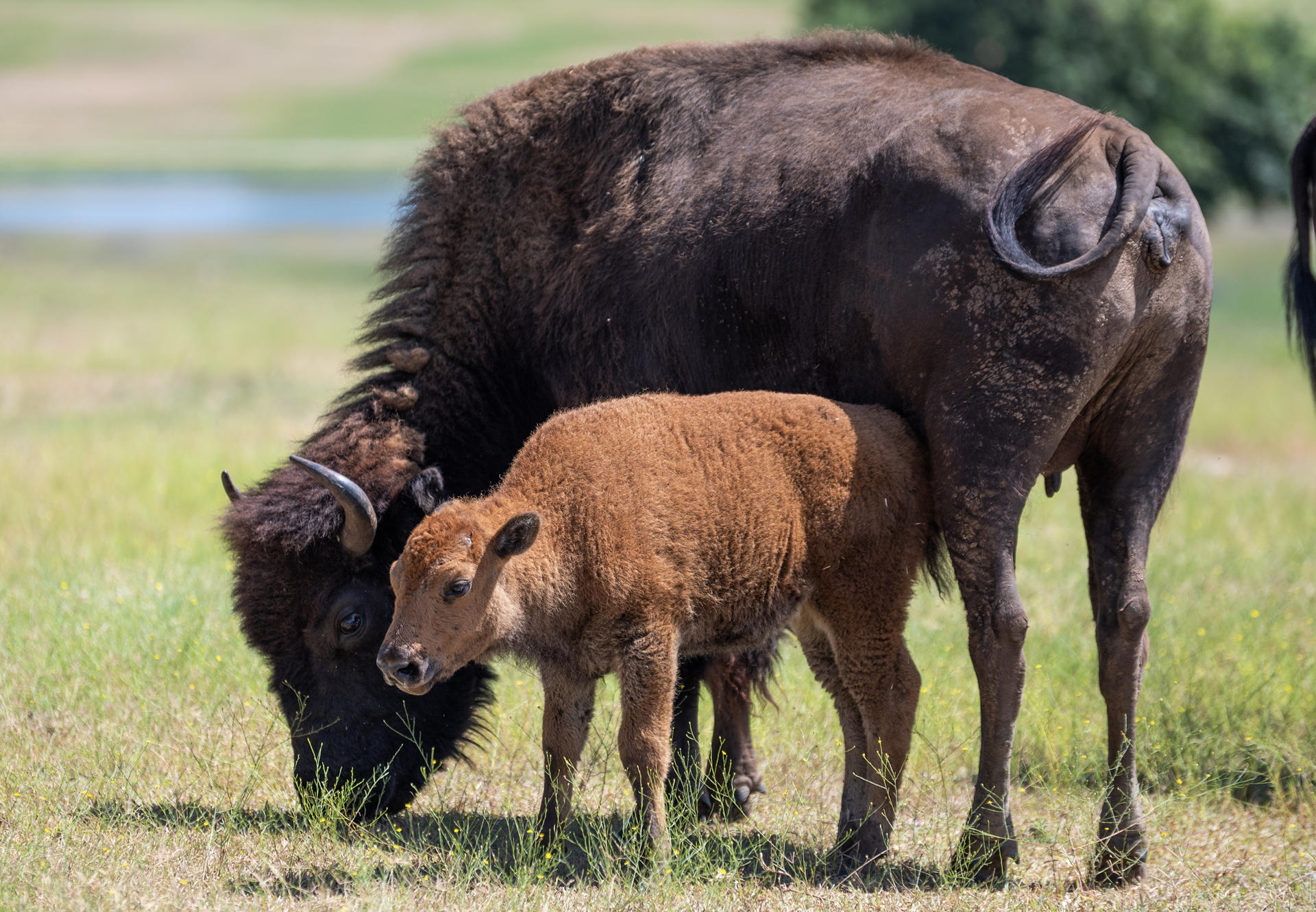 Cría de bisonte americano nace en reserva natural en Monterrey, norte de México