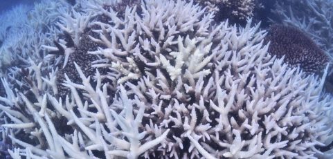 Australia anuncia 129 millones de dólares para proteger la Gran Barrera de Coral