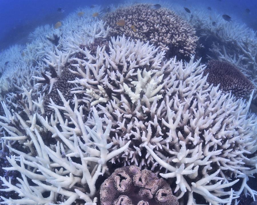 Australia anuncia 129 millones de dólares para proteger la Gran Barrera de Coral