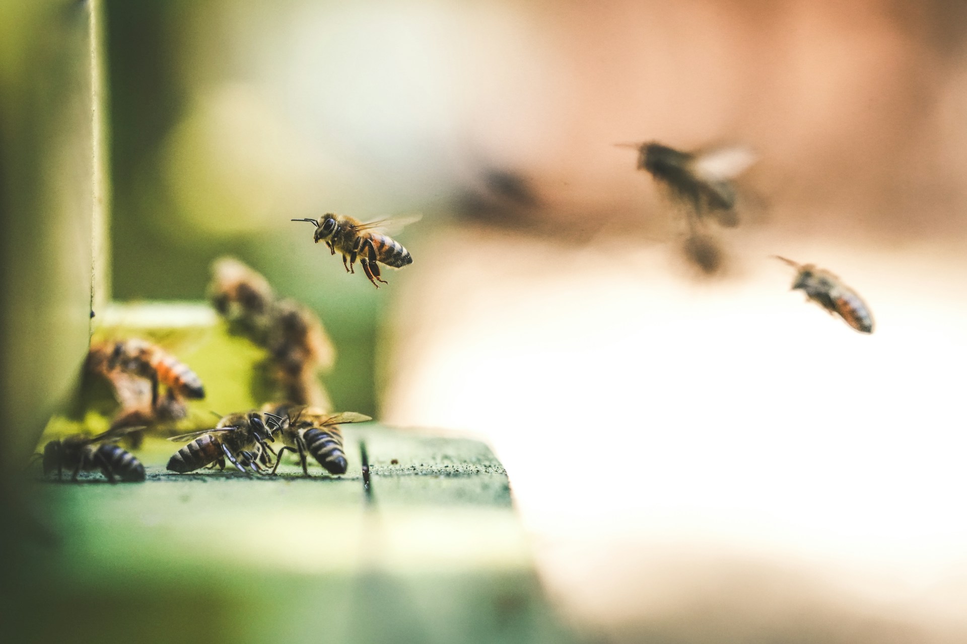 Científicos de Países Bajos se inspiran en las aves y las abejas para hacer volar drones