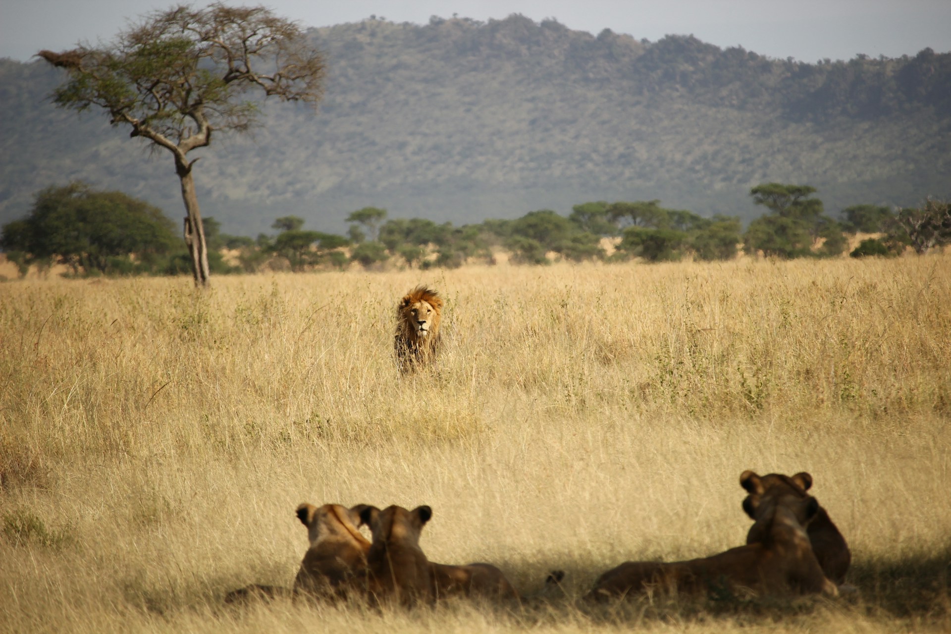 Leones machos y hembras socializan de forma diferente conforme envejecen, como los humanos