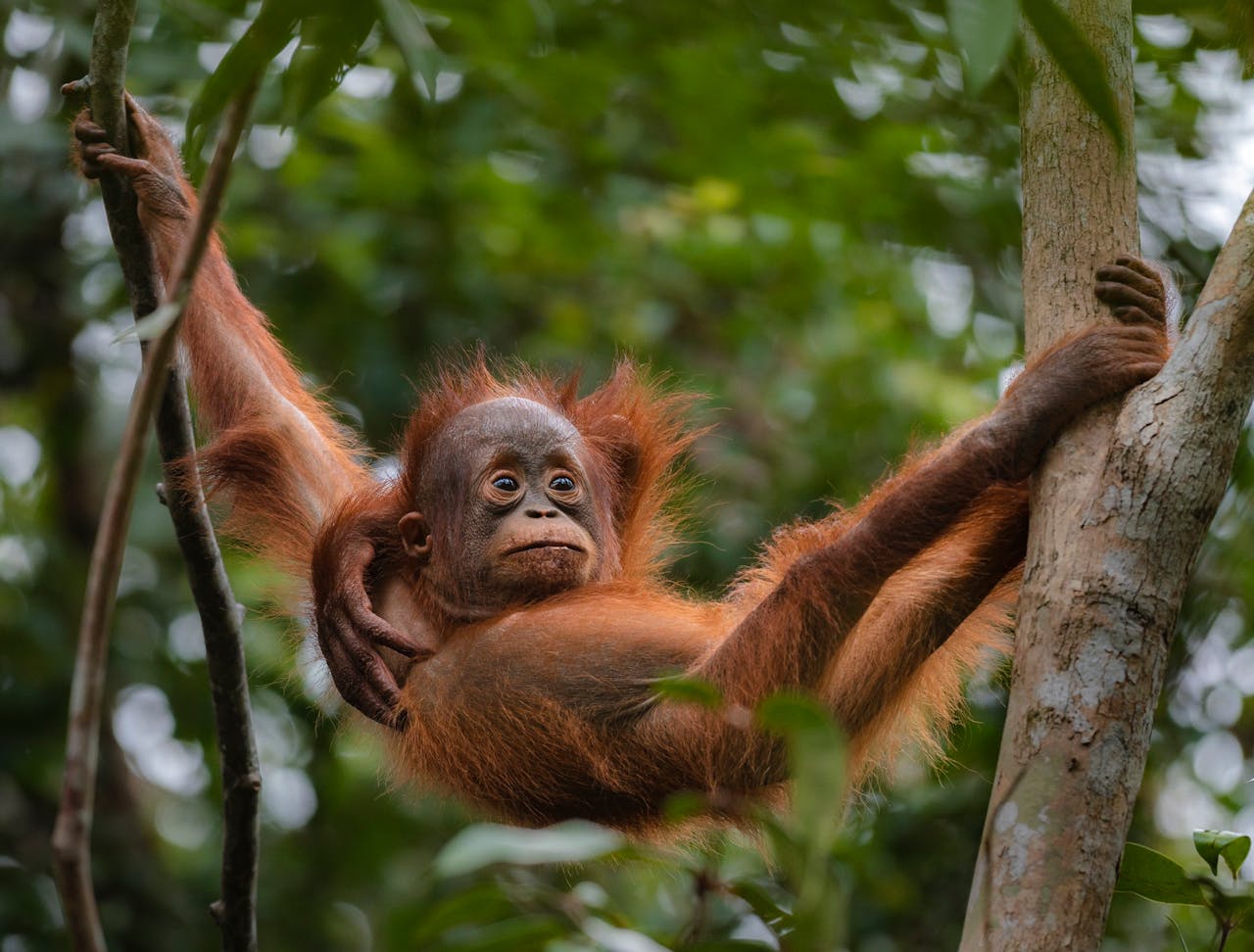 Malasia permitirá apadrinar orangutanes a los países importadores de aceite de palma