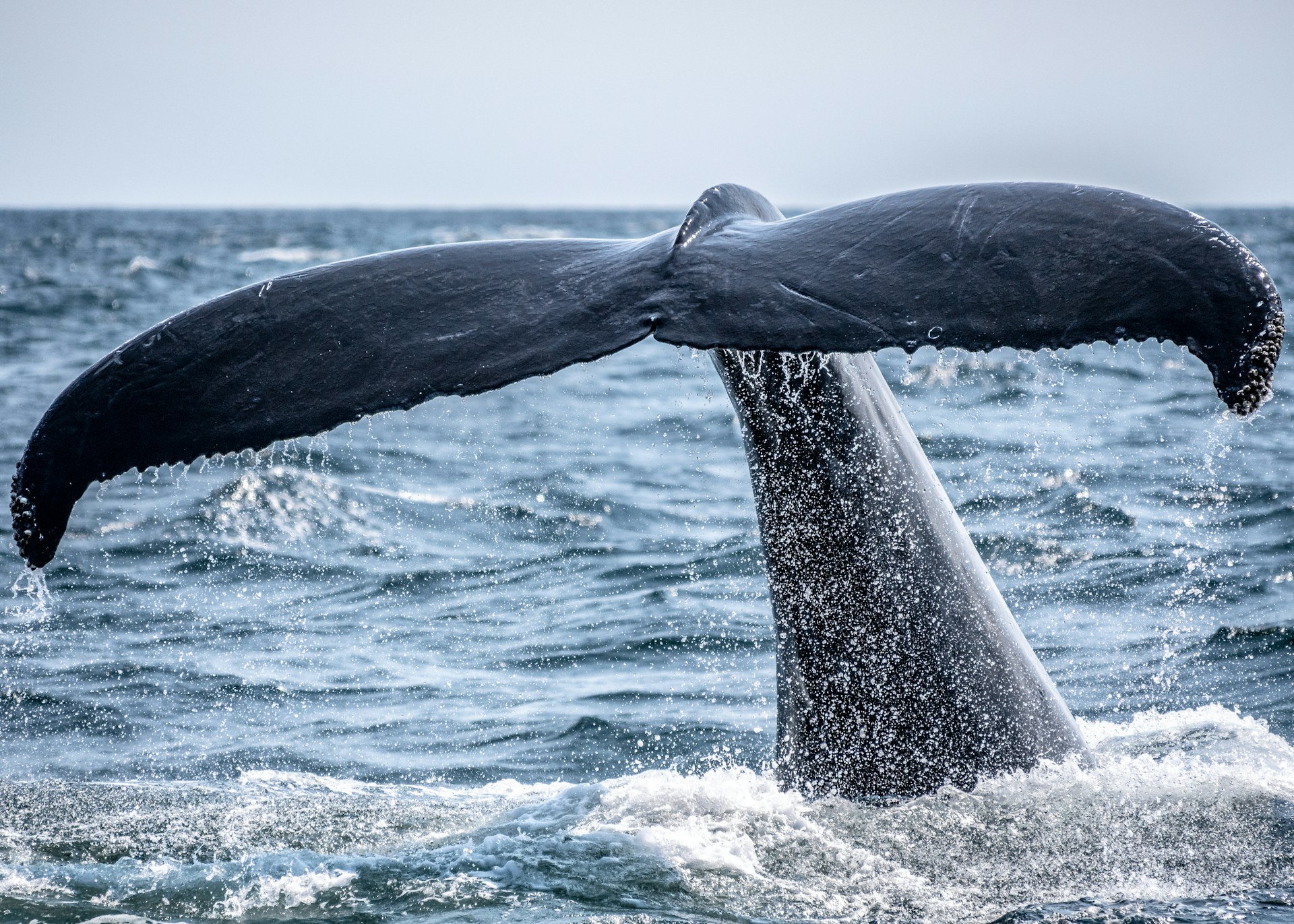 Japón extiende cacería de ballenas a los rorcuales comunes