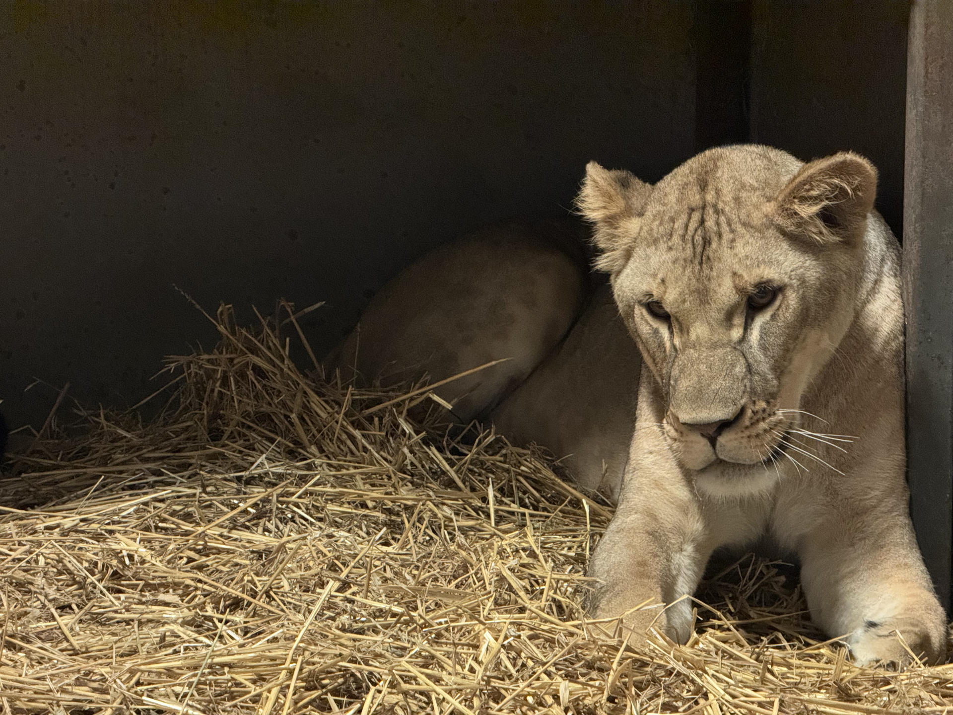 Un zoo belga acoge a dos leonas rescatadas de la guerra de Ucrania