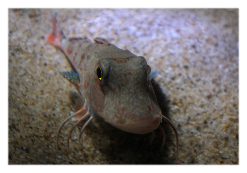 Las curiosas habilidades del petirrojo marino, un pez con alas y patas