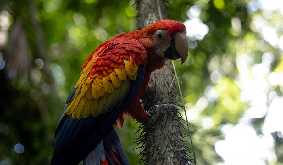 Liberan diez guacamayas rojas, en peligro de extinción, en la selva maya de Guatemala