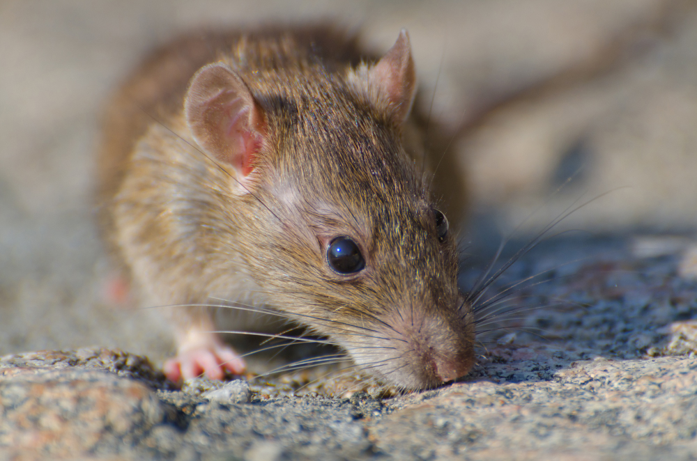 Comprueban en ratones que el contagio emocional libera serotonina y eleva la resiliencia