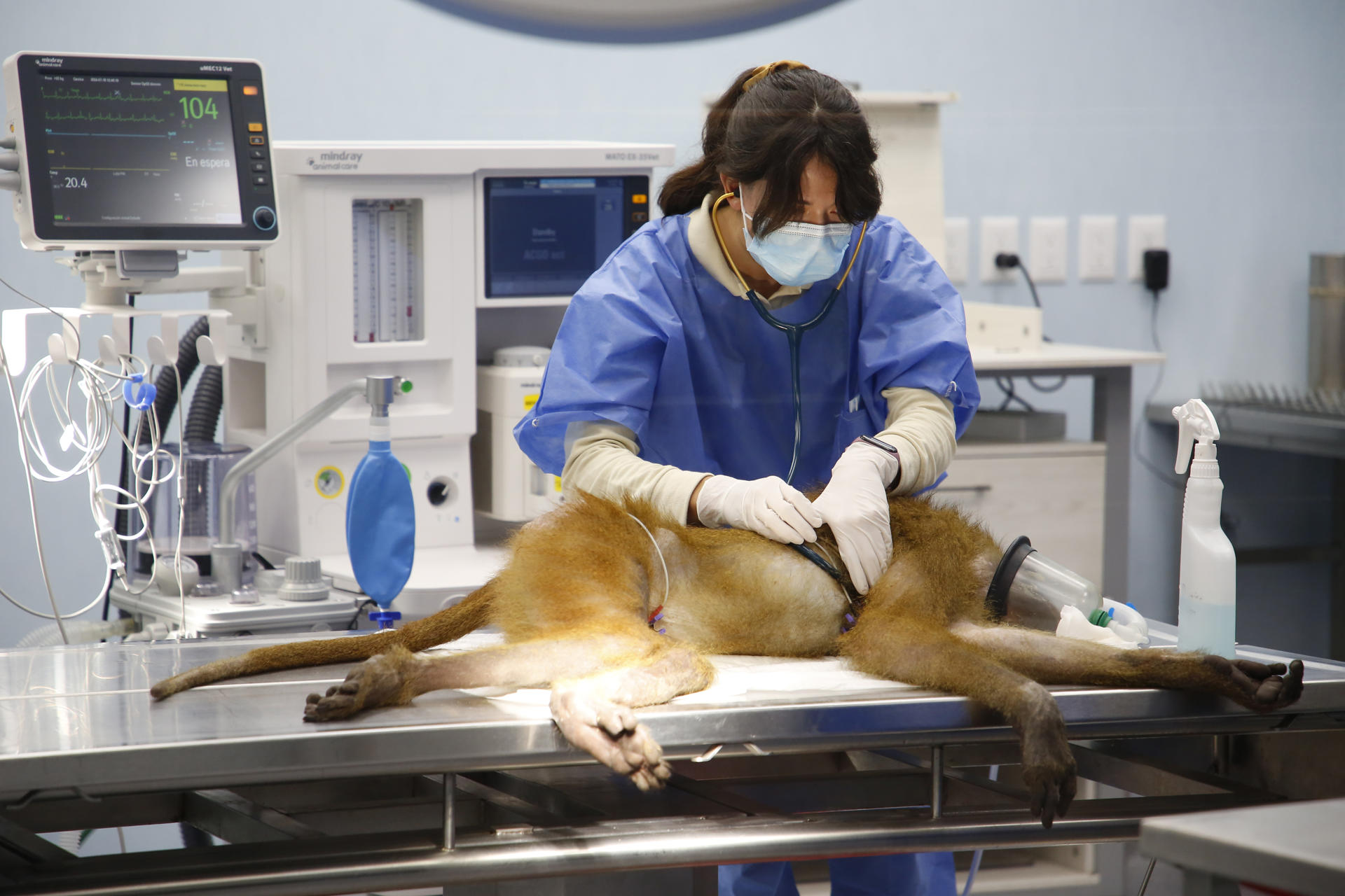 Cimba, el hospital del Zoológico Guadalajara: el más moderno de Latinoamérica