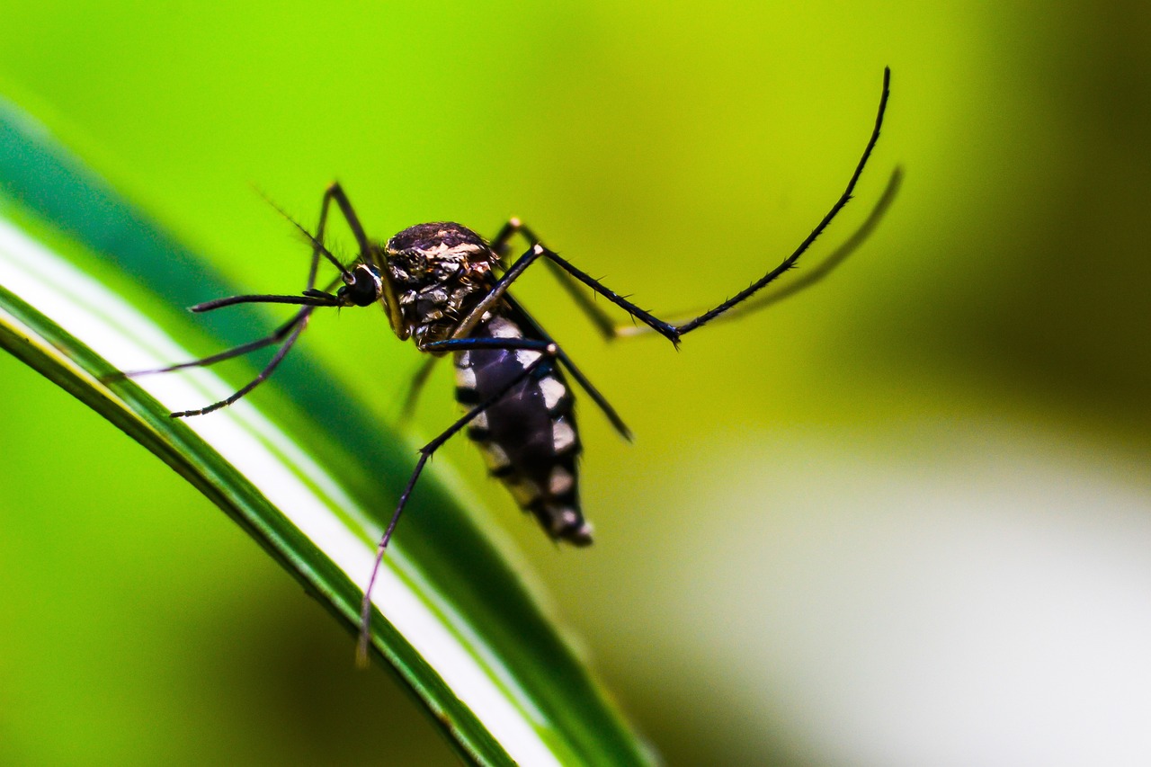 En Puerto Rico estudian alternativas de protección contra el dengue