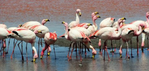 Bolivia protege a los flamencos altoandinos, una especie vulnerable