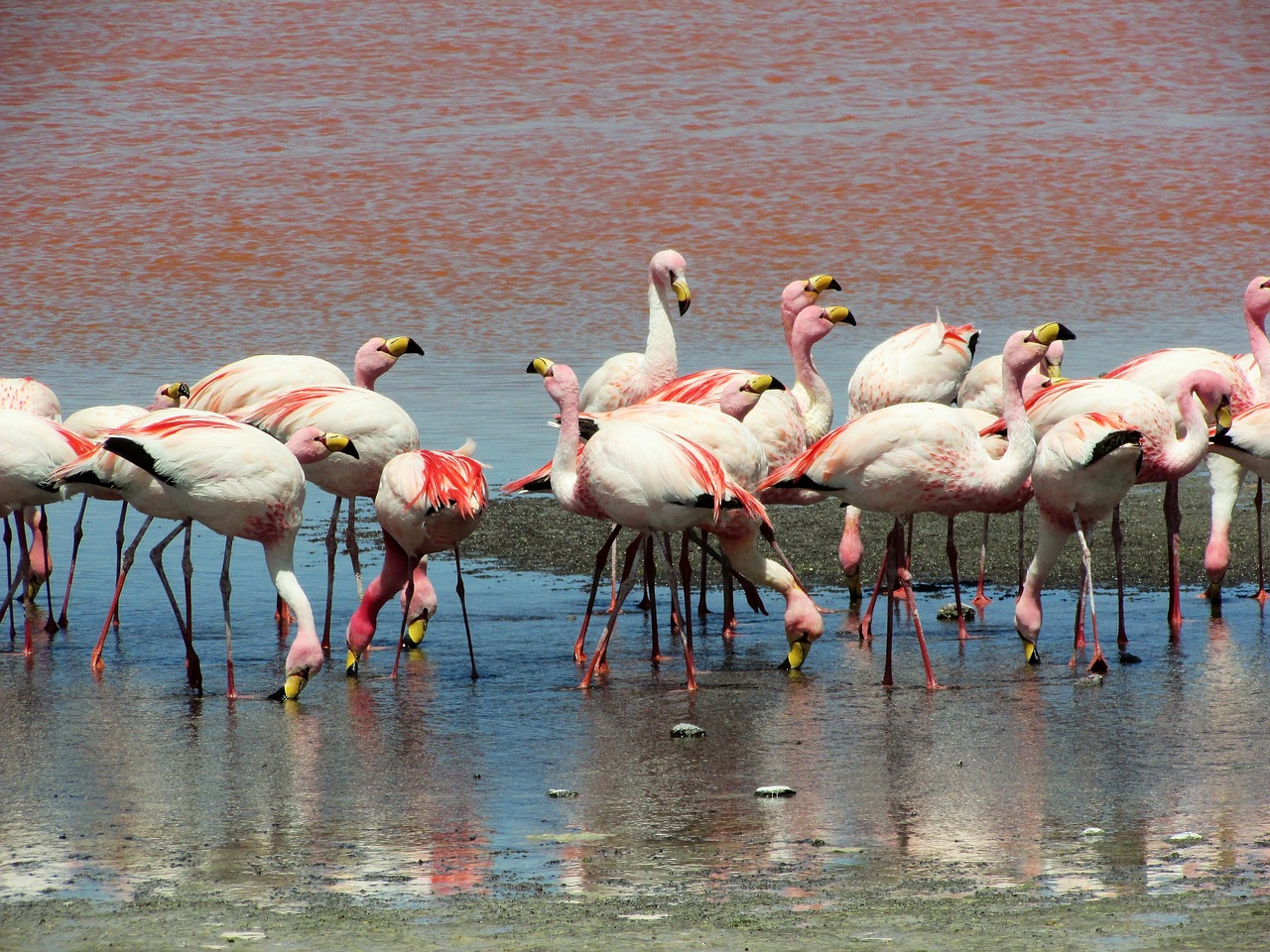 Bolivia protege a los flamencos altoandinos, una especie vulnerable