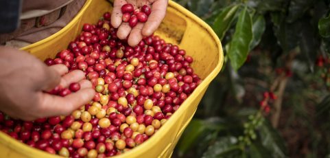 Reclusos en Colombia producen café a cambio de reducir su condena