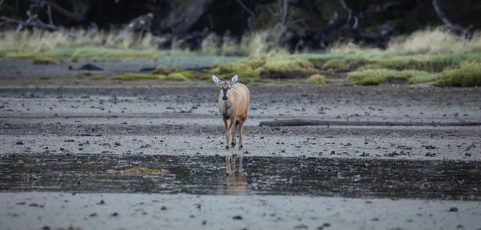 Avistan un huemul, una especie de la que solo sobrevive el 1% de su población