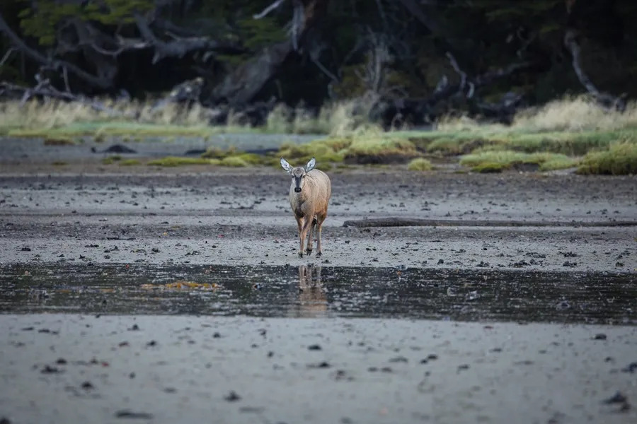 Avistan un huemul, una especie de la que solo sobrevive el 1% de su población