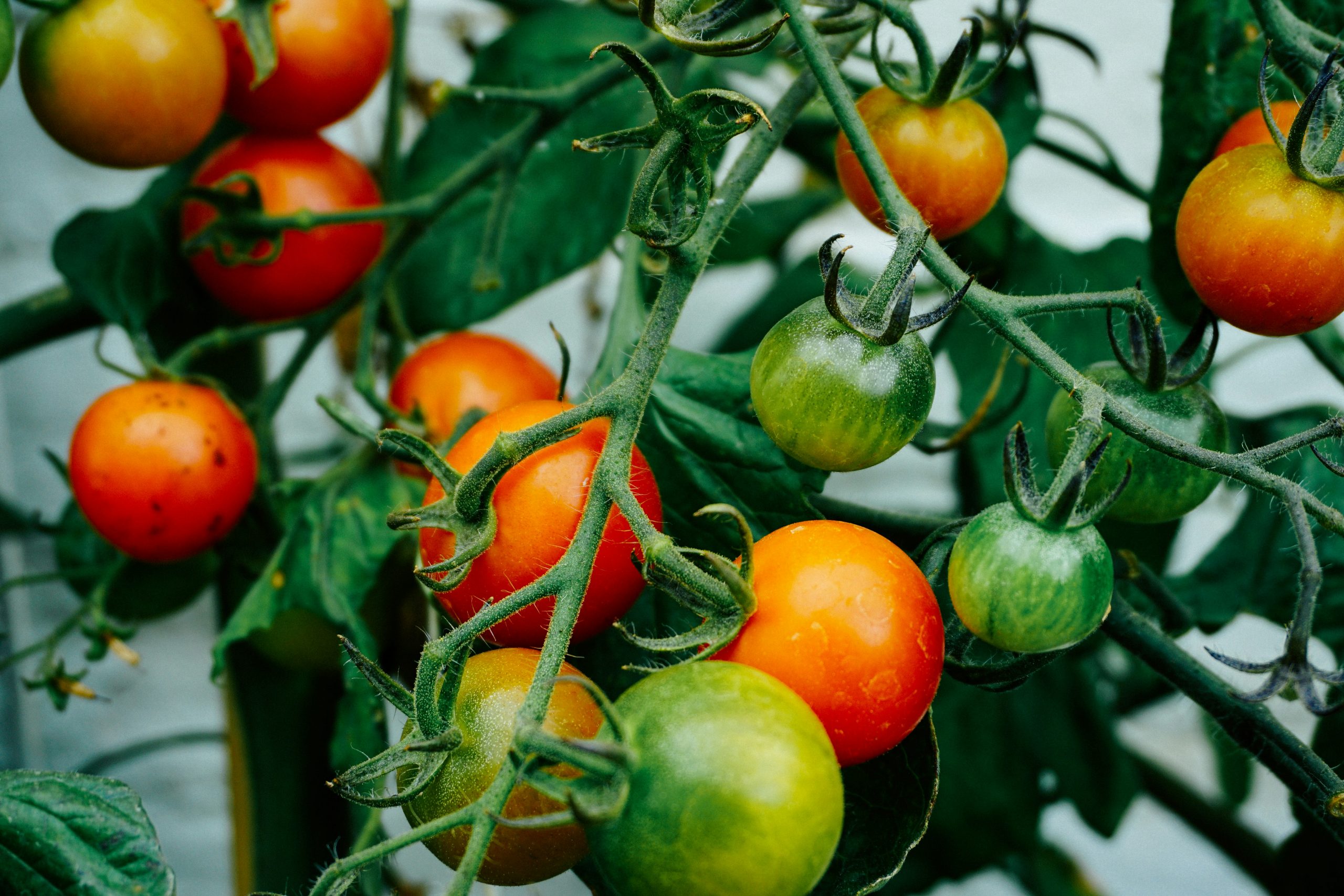 La planta de tomate: el nuevo modelo de laboratorio en biología