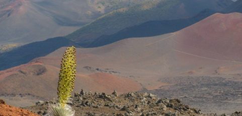 Las margaritas desvelan cómo evolucionan nuevas especies en islas remotas