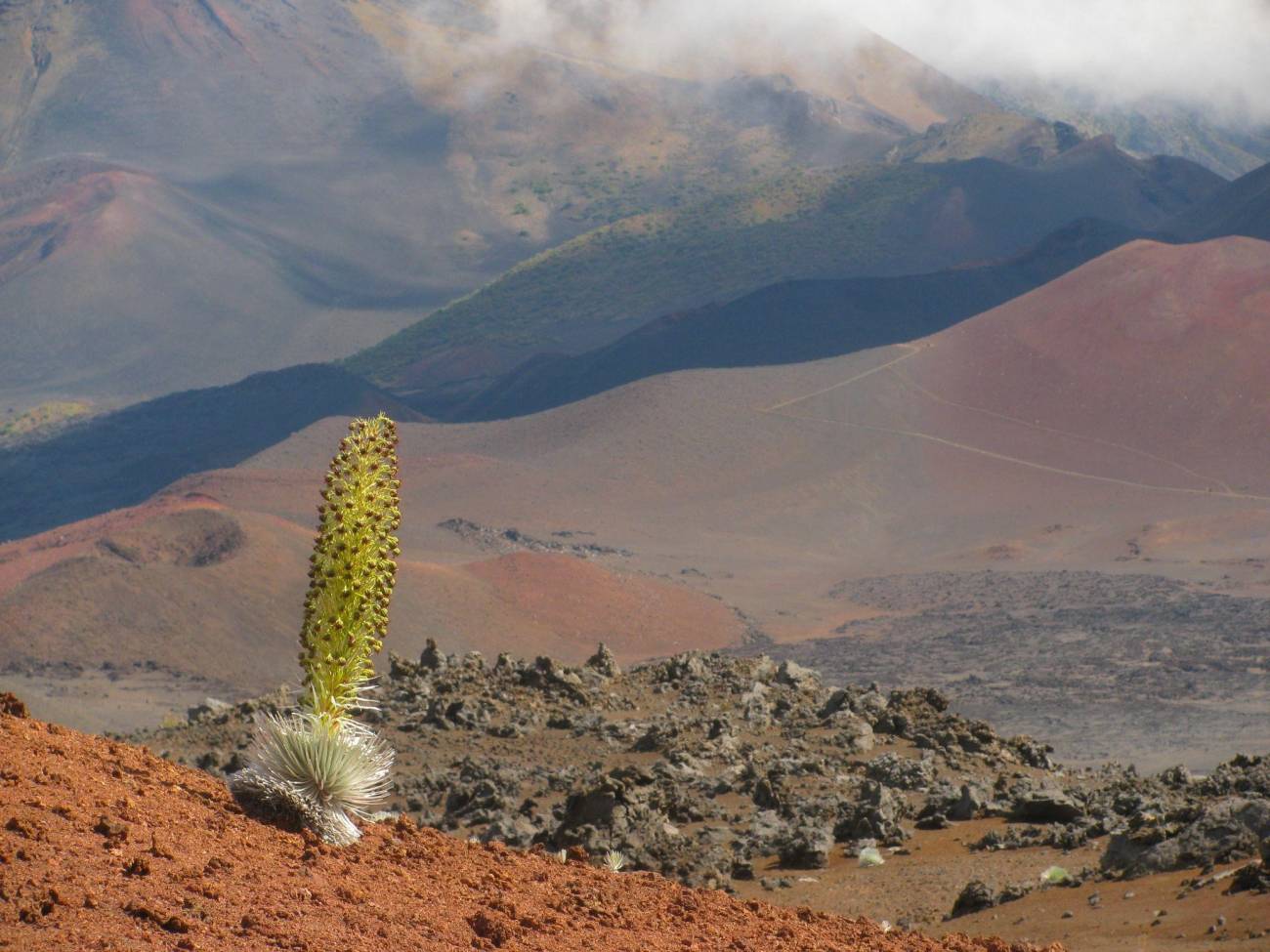 Las margaritas desvelan cómo evolucionan nuevas especies en islas remotas