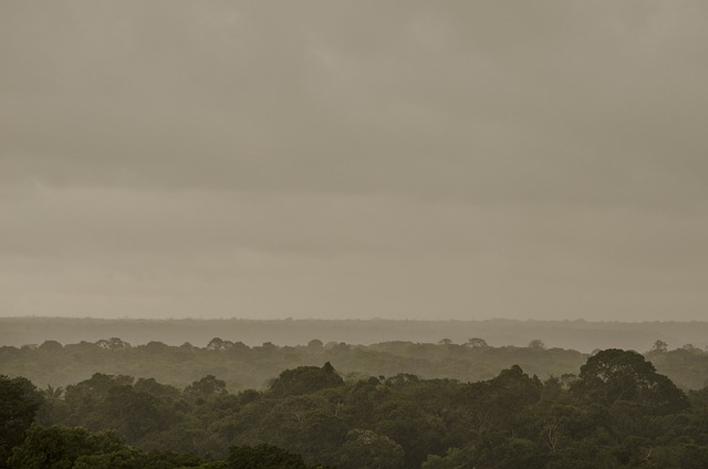 Hacia 2050, áreas más antiguas de Amazonia serán emisoras de carbono