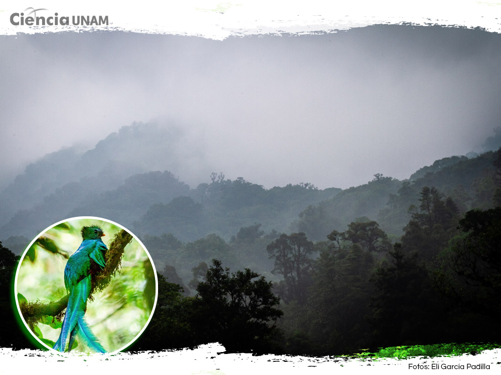 Biodiversidad en la niebla: anfibios y reptiles de El Triunfo, Sierra Madre de Chiapas, México