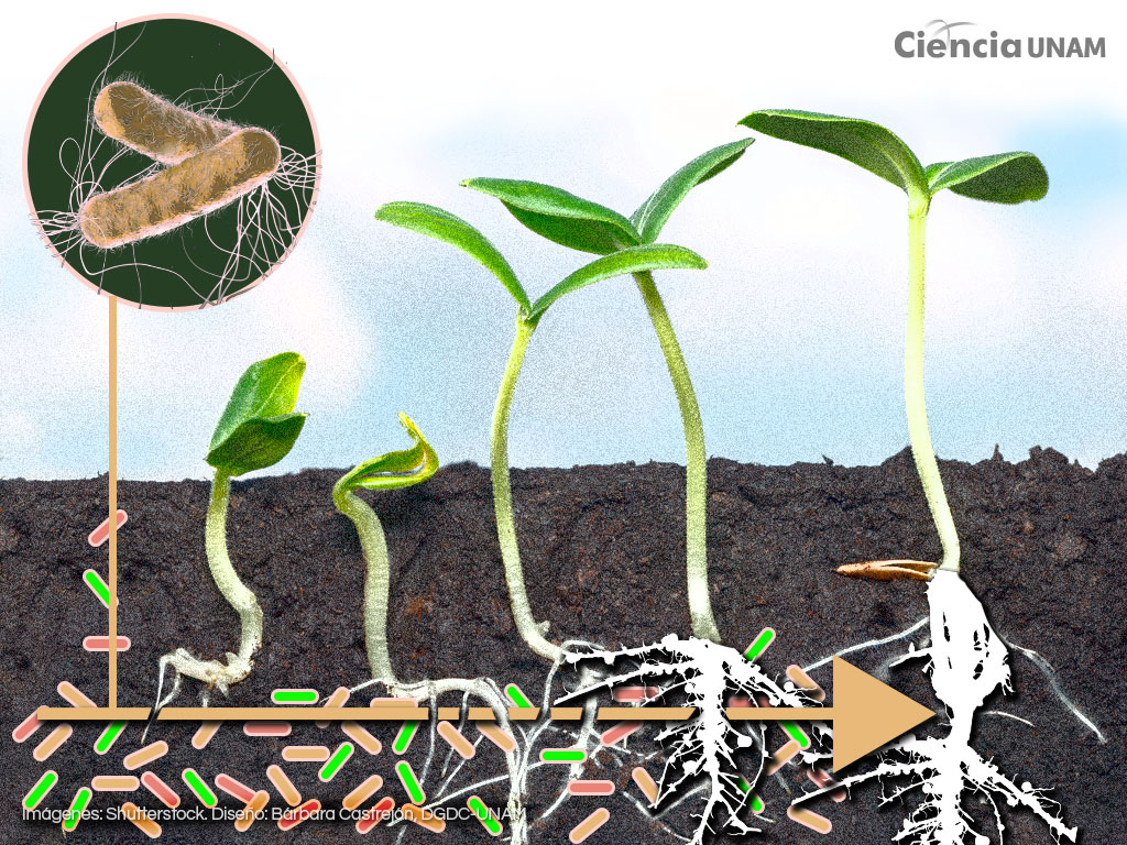 Rizobacterias. Descubre su “magia” en las plantas