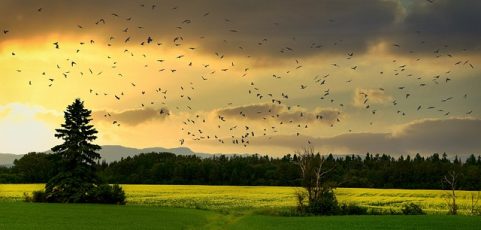 Entender la salud ambiental a partir de la bioacústica