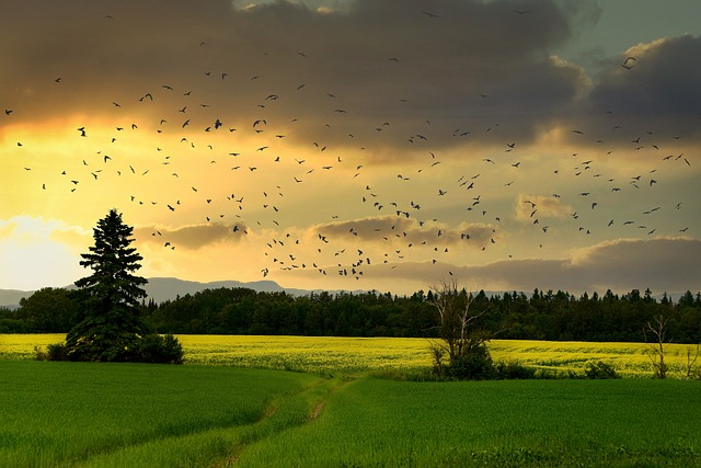 Entender la salud ambiental a partir de la bioacústica