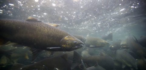 Contaminación y cambio climático afectan comportamiento reproductivo en peces