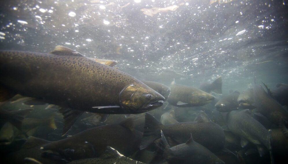 Contaminación y cambio climático afectan comportamiento reproductivo en peces