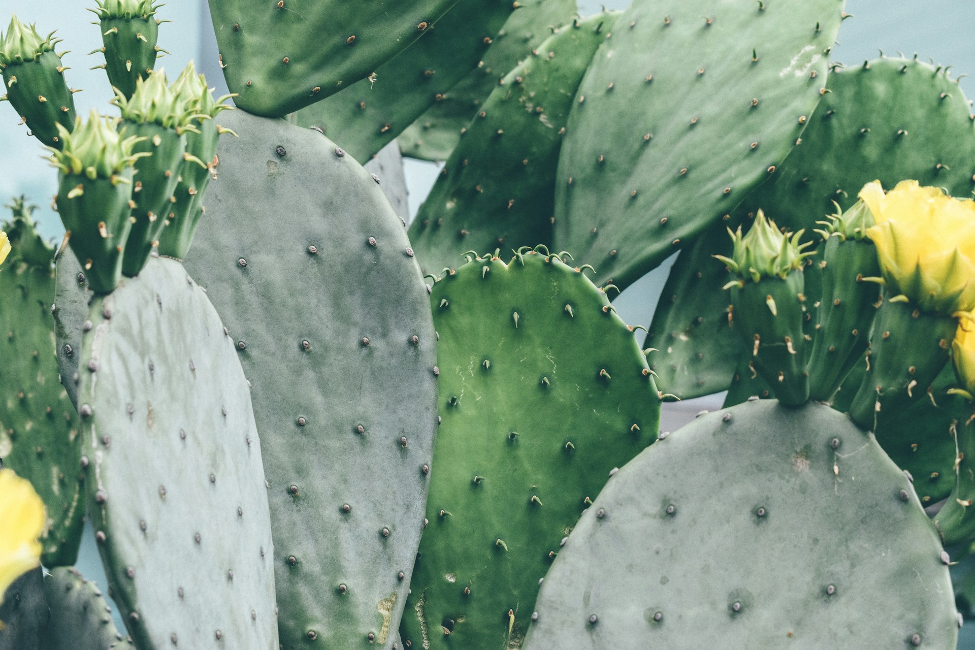 La Mexicanidad del nopal