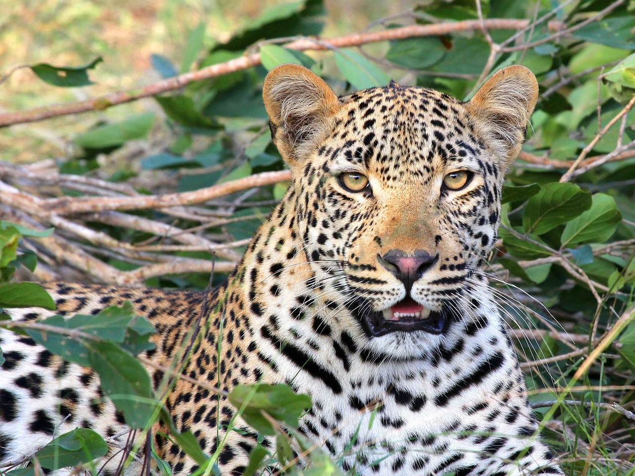 Turquía confirma un avistamiento del leopardo anatolio en la región del Egeo