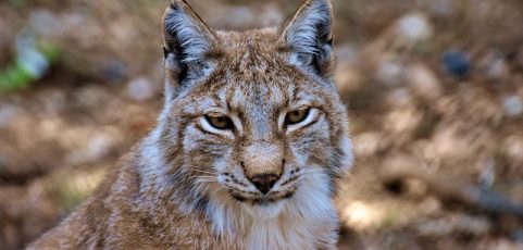 Los linces criados en cautividad se adaptan al medio de forma similar a los silvestres