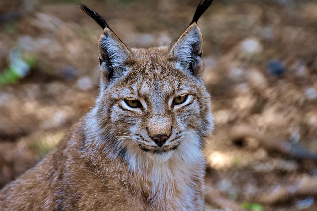 Los linces criados en cautividad se adaptan al medio de forma similar a los silvestres