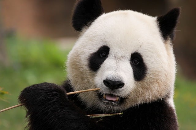 Científicos chinos cultivan por primera vez células madre de oso panda