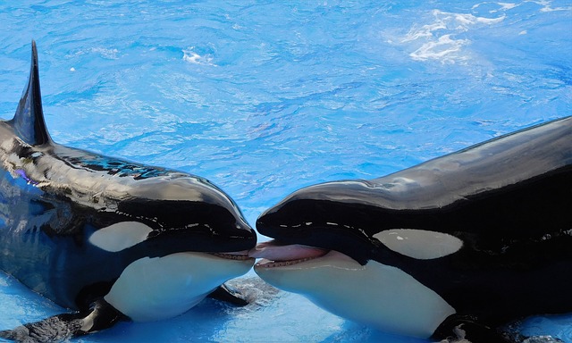 Científicos descubren nuevas habilidades de caza de las orcas en el hemisferio sur