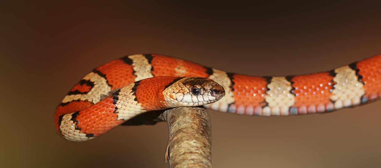 Educar para conservar, la meta de la Cumbre de Fauna Silvestre en Tlajomulco