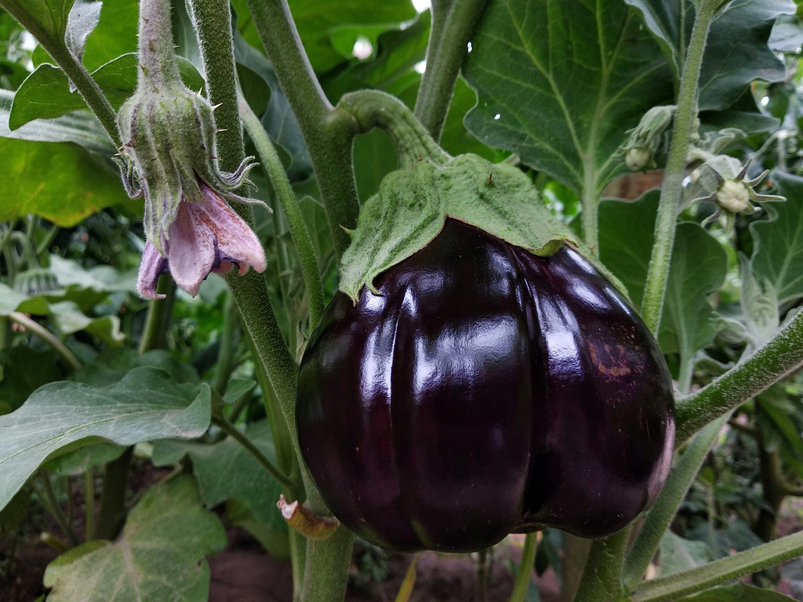 La edición genética logra eliminar espinas en plantas como berenjenas y rosas