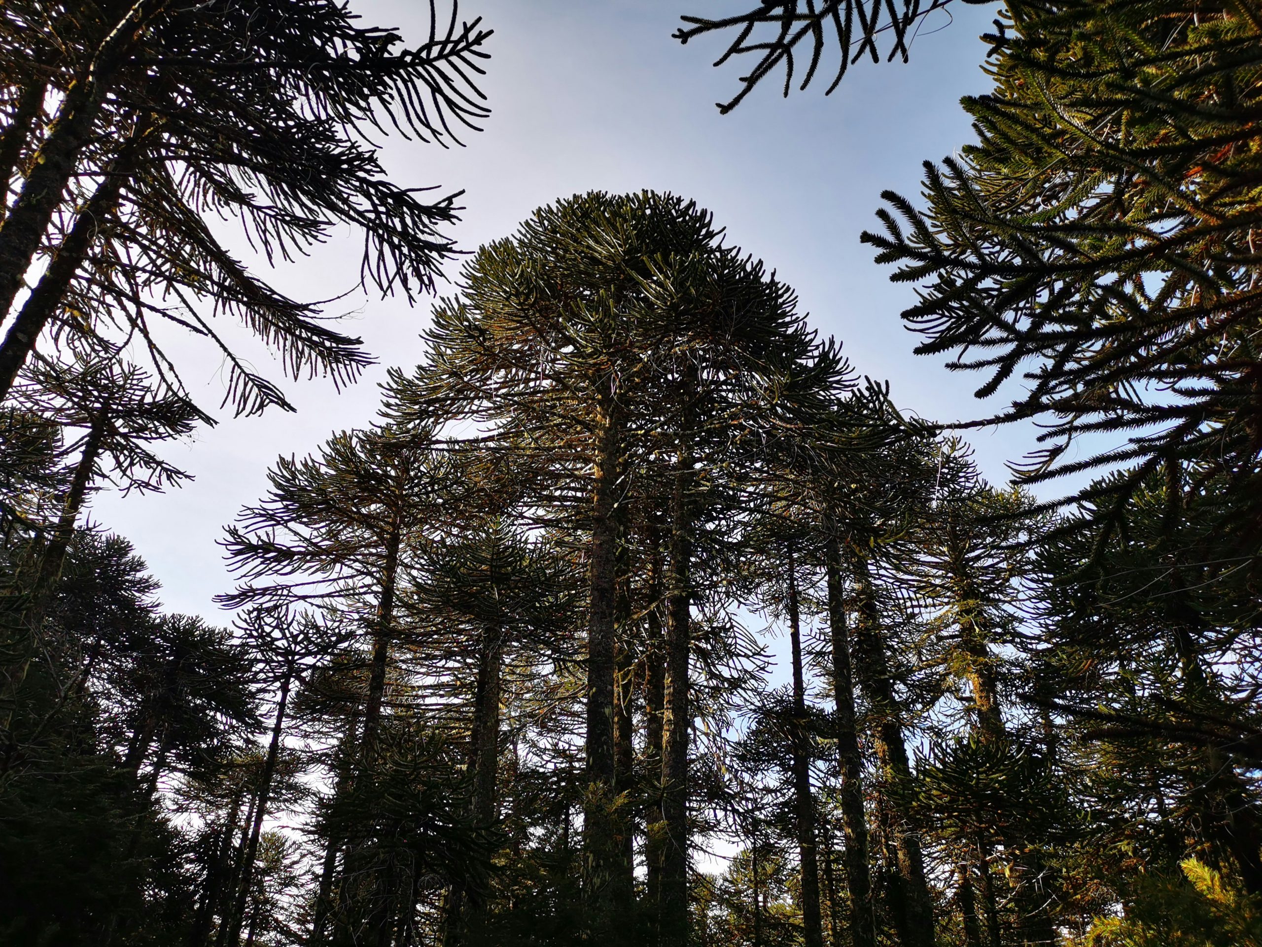 Los Xokleng luchan por salvar las araucarias y a su propio pueblo en Brasil