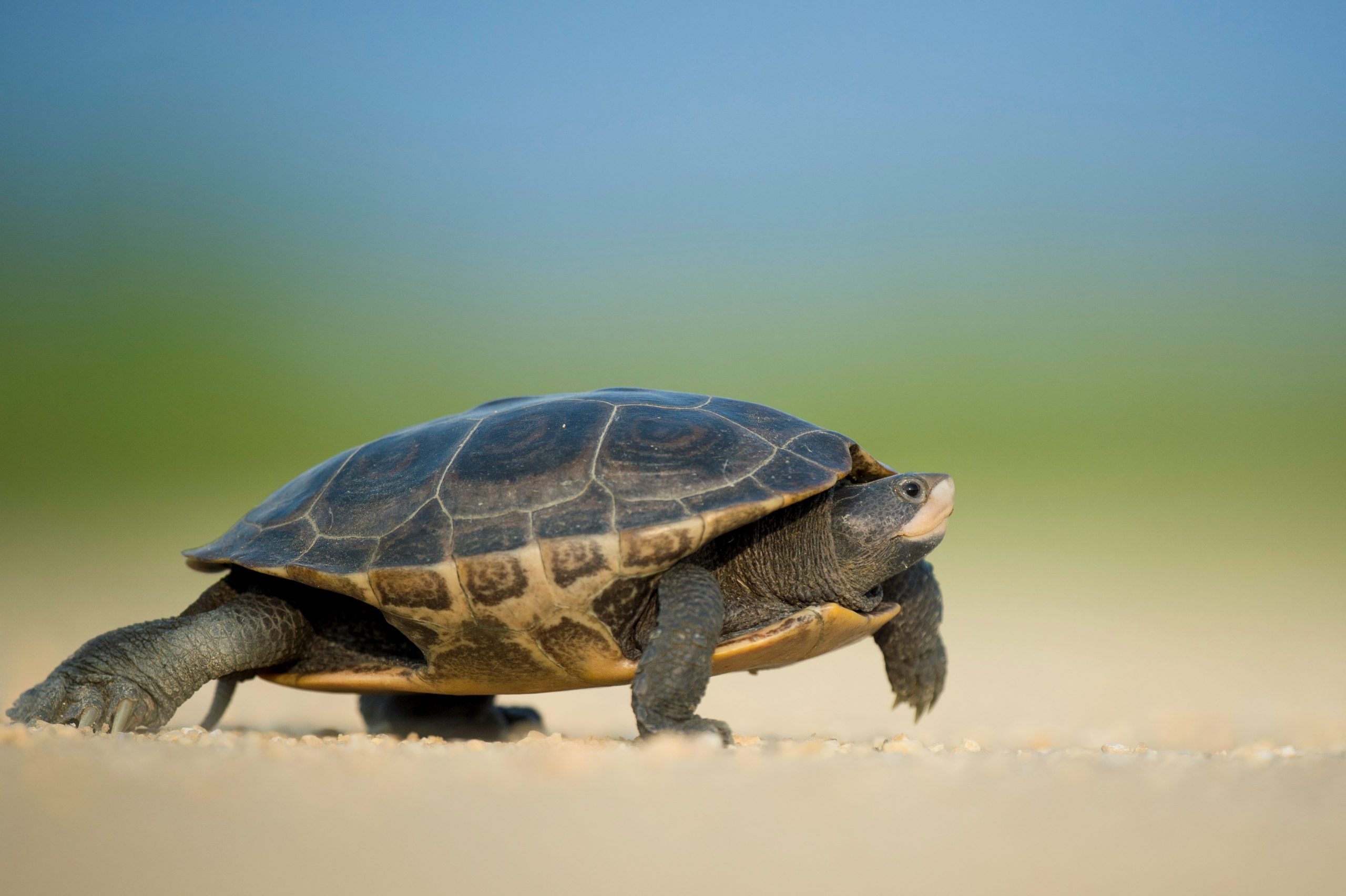 Tortuga de casquito de Vallarta: la más pequeña del mundo y en peligro