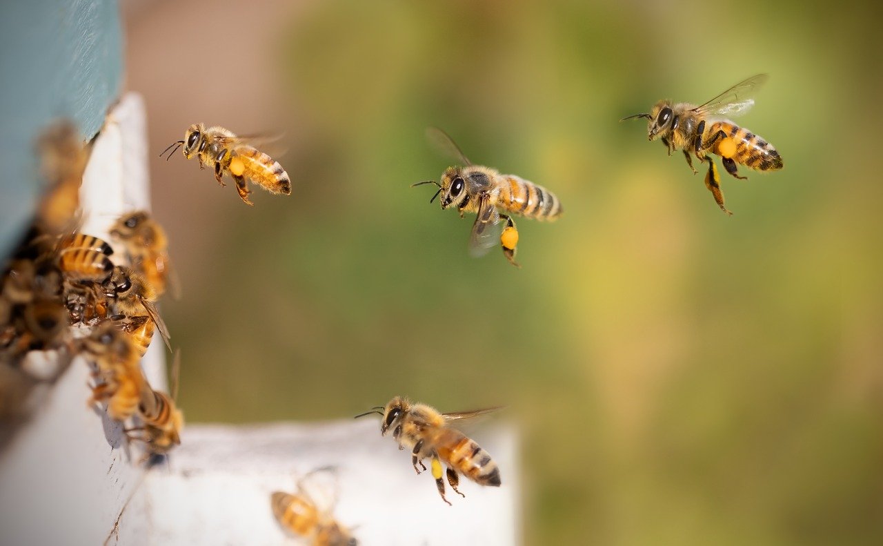 Mujeres guaraníes impulsan la economía local con miel de abejas nativas