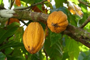 705-5-TECNOLOGÍA_Cacao_