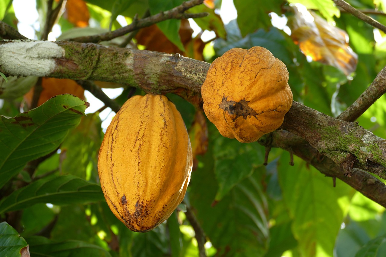 Productores de cacao en la Amazonía impulsan una economía sostenible