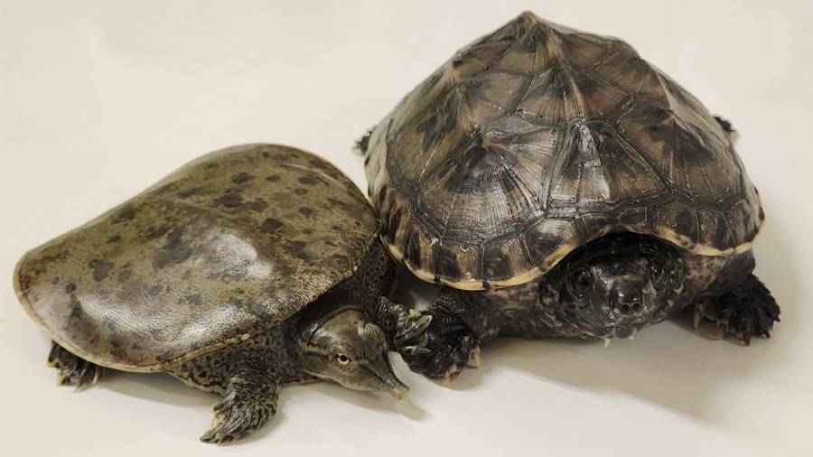 El genoma de las tortugas aporta nuevas claves sobre la evolución de los vertebrados